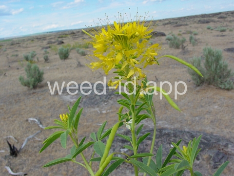 beeplant, yellow